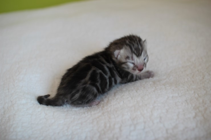 실버,브라운 뱅갈고양이 꼬물이들 사진 입니다 관련 이미지 4