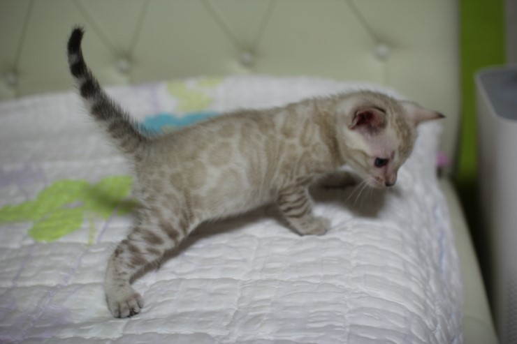 실링스 스노우 뱅갈고양이 남아예요~ 관련 이미지 15