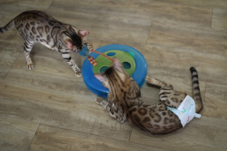 뱅갈고양이,실버뱅갈고양이,장난감 쟁탈전~~~ 관련 이미지 1