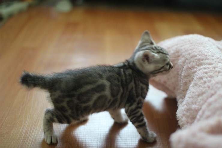 브라운 뱅갈고양이 지우와 실버 뱅갈고양이 로미~ 관련 이미지 3