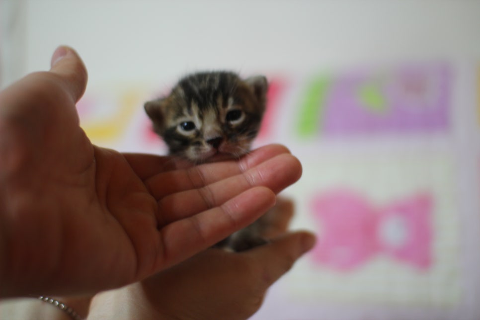예약된 브라운 뱅갈고양이 남아에요~ 관련 이미지 5