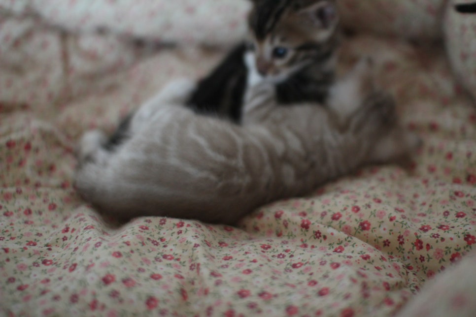 뱅갈고양이 꼬맹이들 사진전 ㅎㅎ 관련 이미지 29