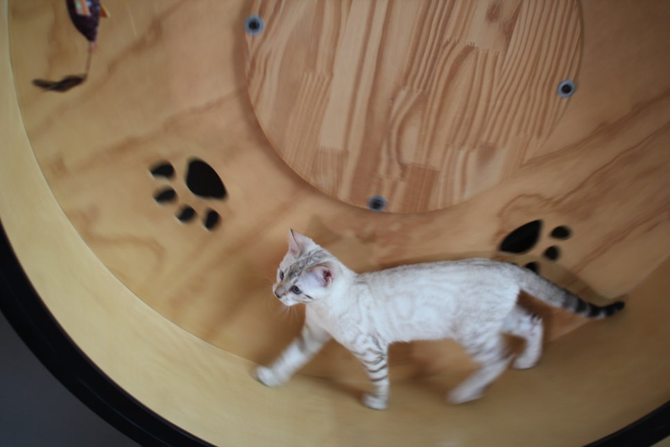 분양중인 스노우뱅갈고양이 남매예요~ 관련 이미지 21