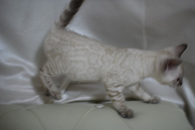 뱅갈고양이 새해 첫날~ 관련 이미지 13