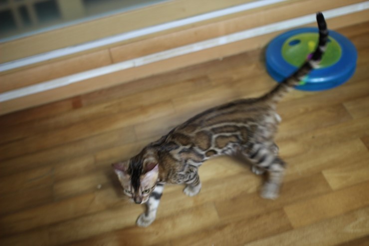 뱅갈고양이 키퍼 남아 gsw 입니다^^ 관련 이미지 3