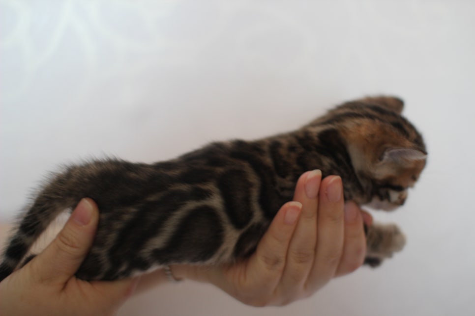 빅로젯 뱅갈고양이 삼형제예요~ 관련 이미지 5