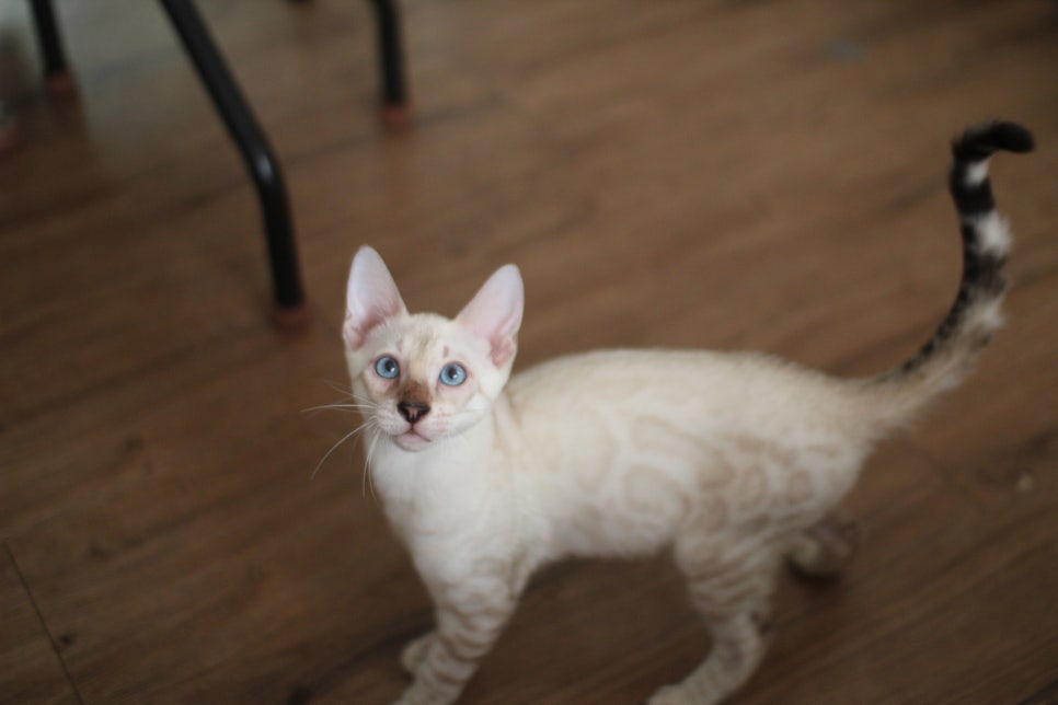 스노우뱅갈고양이 덩치 큰 남아에요~ 관련 이미지 2