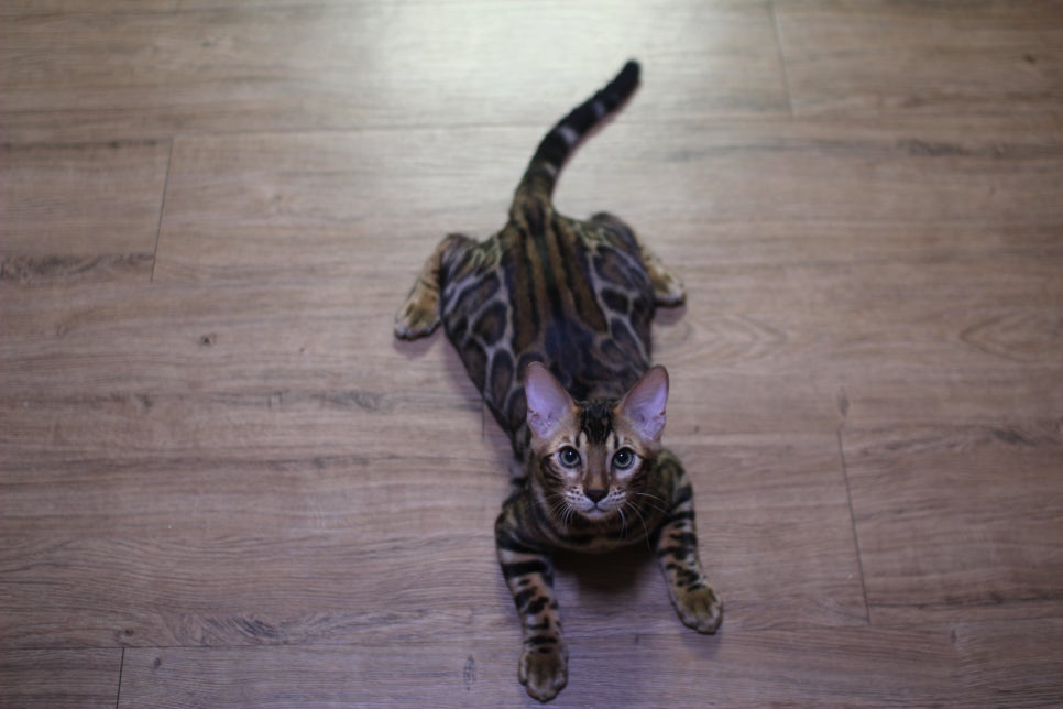 뱅갈고양이분양 요청 사진 입니다~ 관련 이미지 6