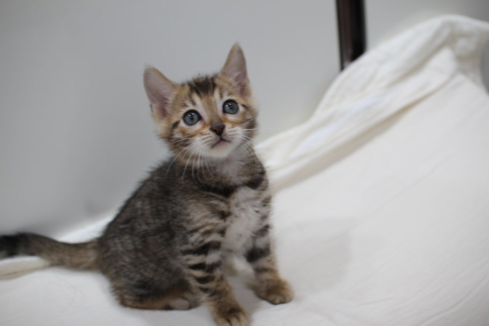 빅로젯이 멋진 완전완전 개냥이 남아 분양해요~ 관련 이미지 2