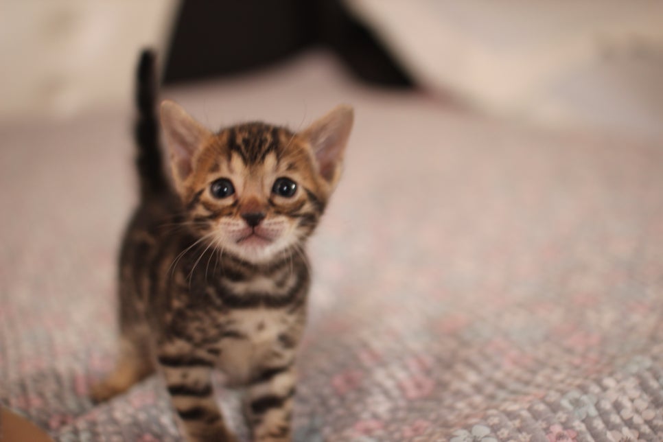 뱅갈고양이 분양중인 여아1 입니다~ 관련 이미지 1