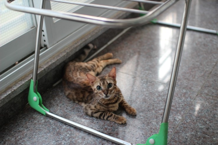 soyu lien,soyu diamond 관련 이미지 5