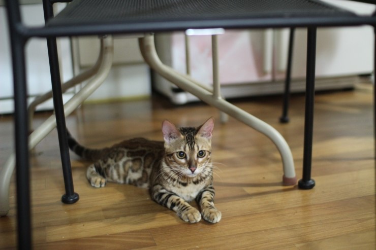 뱅갈고양이 세라와 소피아예요~ 관련 이미지 4