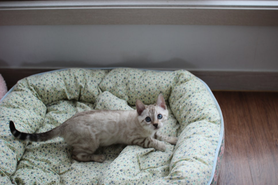 스노우뱅갈고양이 남아 분양해요~ 관련 이미지 3