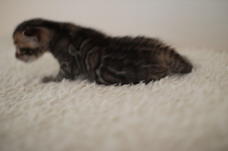 뱅갈고양이 꼬물이 남아예요~ 관련 이미지 11