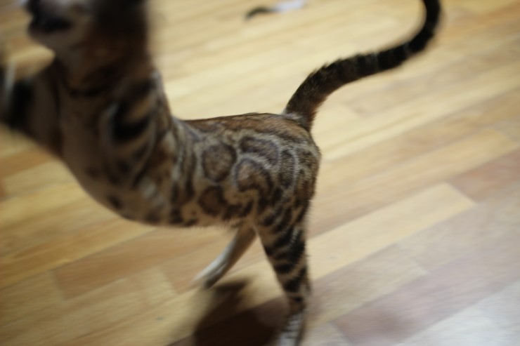 브라운 뱅갈고양이 세라예요~ 관련 이미지 5