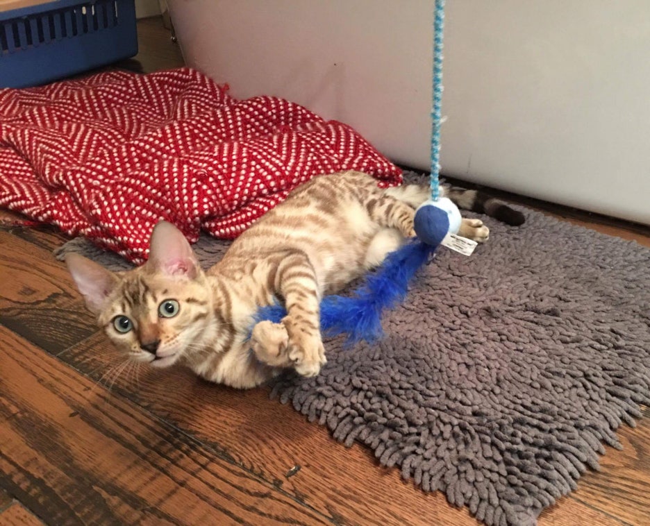 실밍크뱅갈고양이 소피아 캐나다에 잘 도착 했어요~ 관련 이미지 1