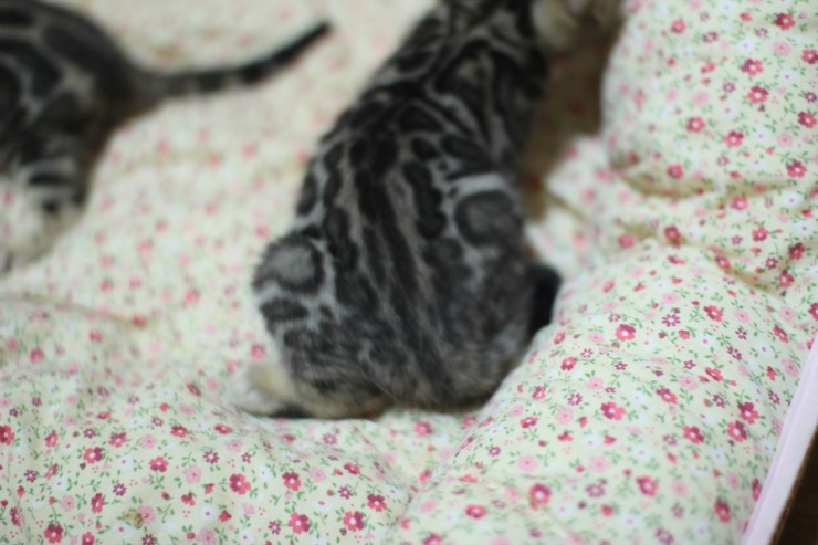 뱅갈고양이 분양 꼬맹이 자매예요~ 관련 이미지 8