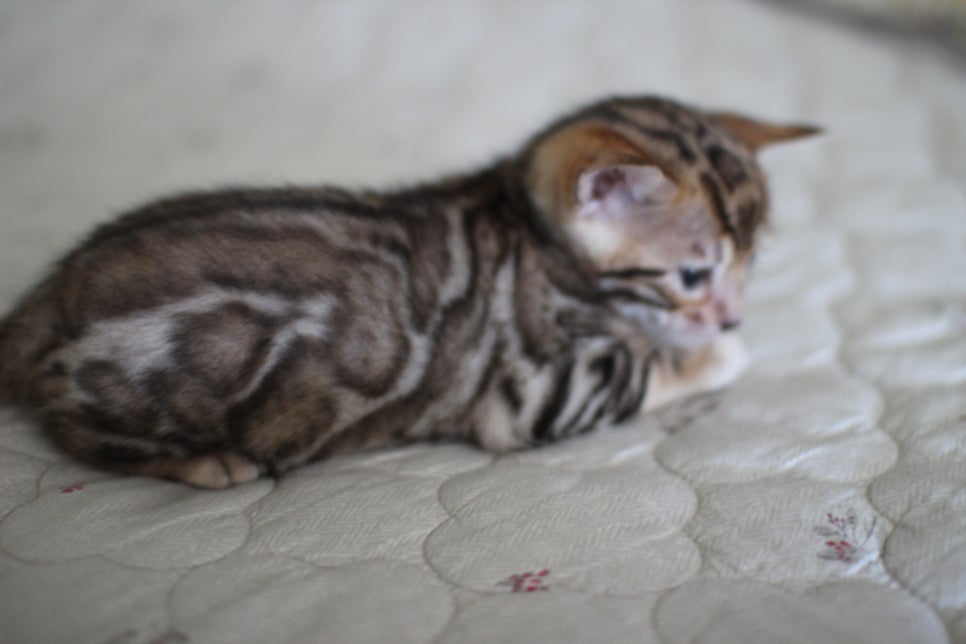 순둥이 뱅갈고양이 남아 분양해요~ 관련 이미지 6