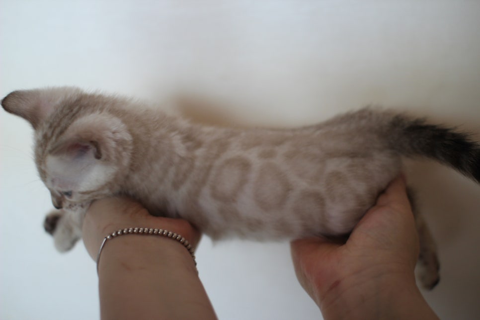 스노우 뱅갈고양이 남아에요~ 관련 이미지 13