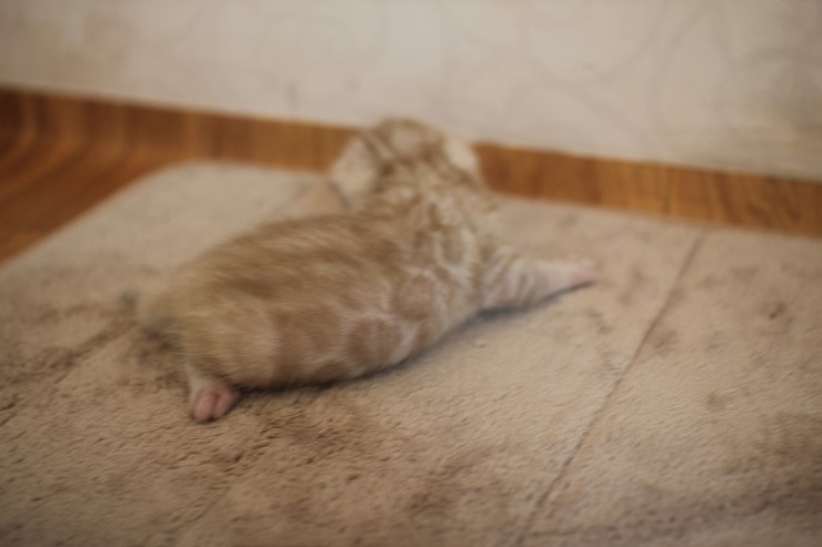 뱅갈고양이 6남매 꼬맹이들 성장 모습~ 관련 이미지 9