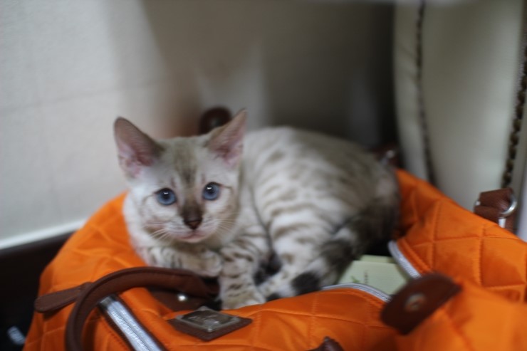 뱅갈고양이,뱅갈고양이 분양.아이들 오늘은 안방에서 놀아요~~~ 관련 이미지 8