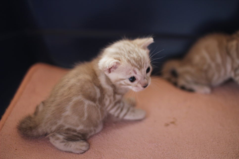 실밍크뱅갈고양이 꼬맹이들 등장이요~ 관련 이미지 4