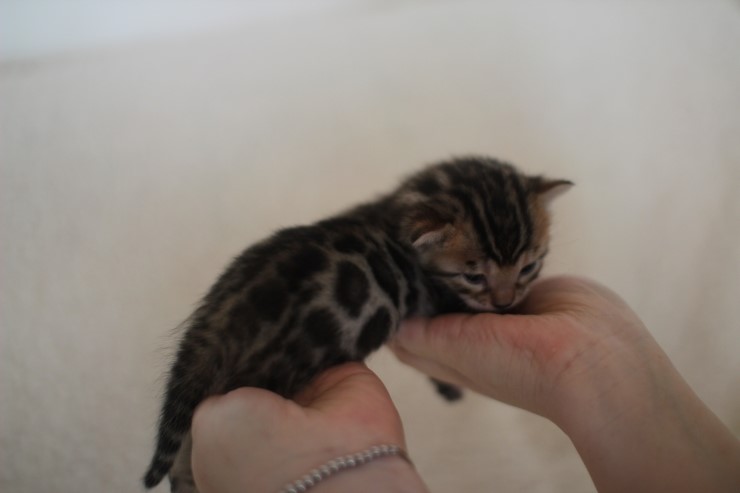 뱅갈고양이 분양 어쩜 이리도 화려할수 있을까 관련 이미지 6