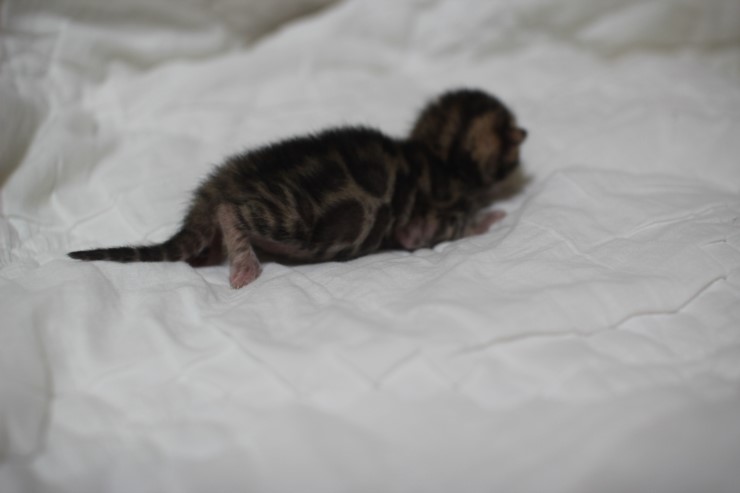 뱅갈고양이 예약된 여아예요~ 관련 이미지 2