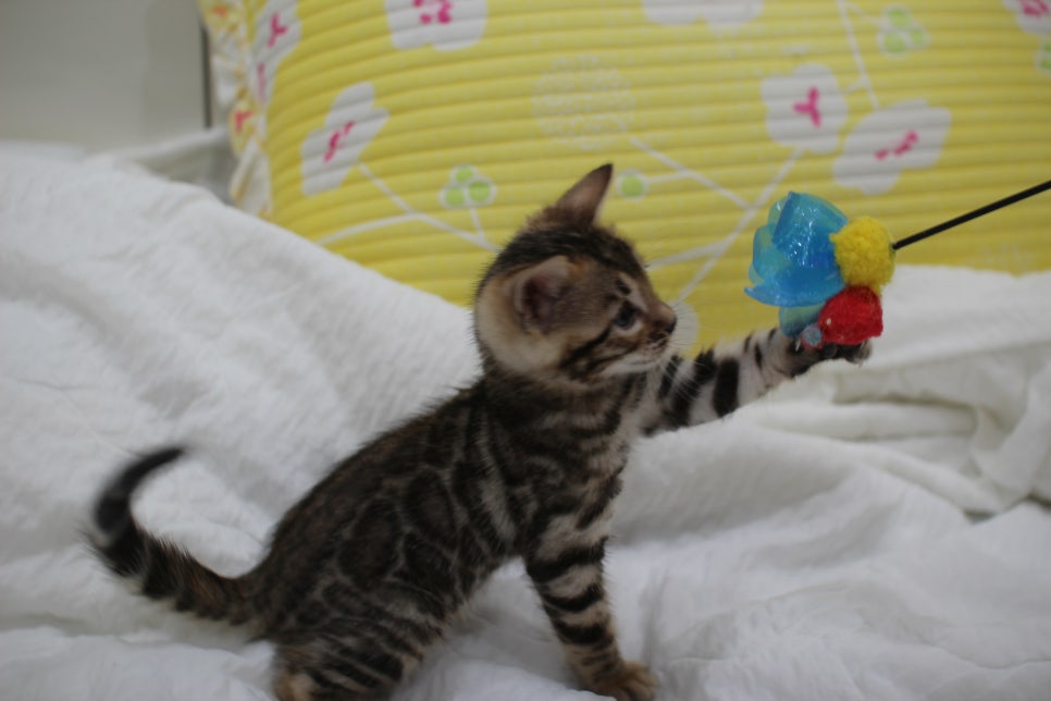 뱅갈고양이 남아3 분양해요~ 관련 이미지 3