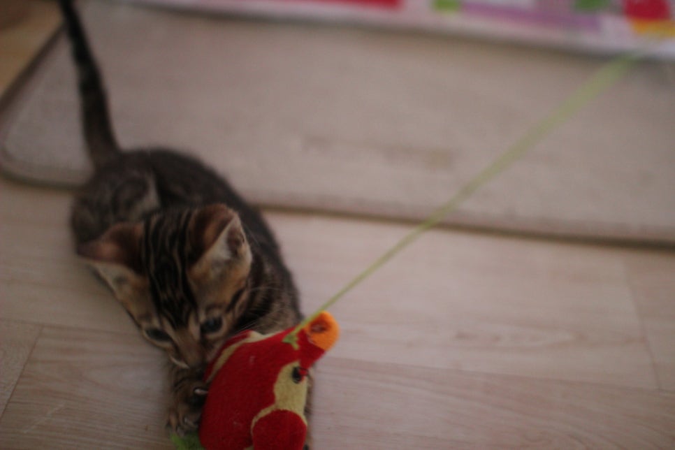 뱅갈고양이분양 매혹적인 파란눈 스노우 아이들. 관련 이미지 14