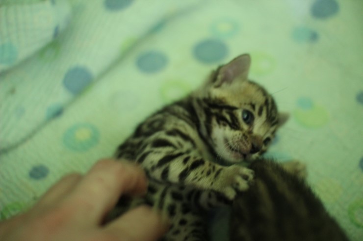 무럭무럭 성장중인 뱅갈고양이 꼬맹이들~ 관련 이미지 13