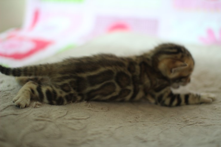 브라운 뱅갈고양이 꼬물이 걷기 시작했어요. 관련 이미지 10