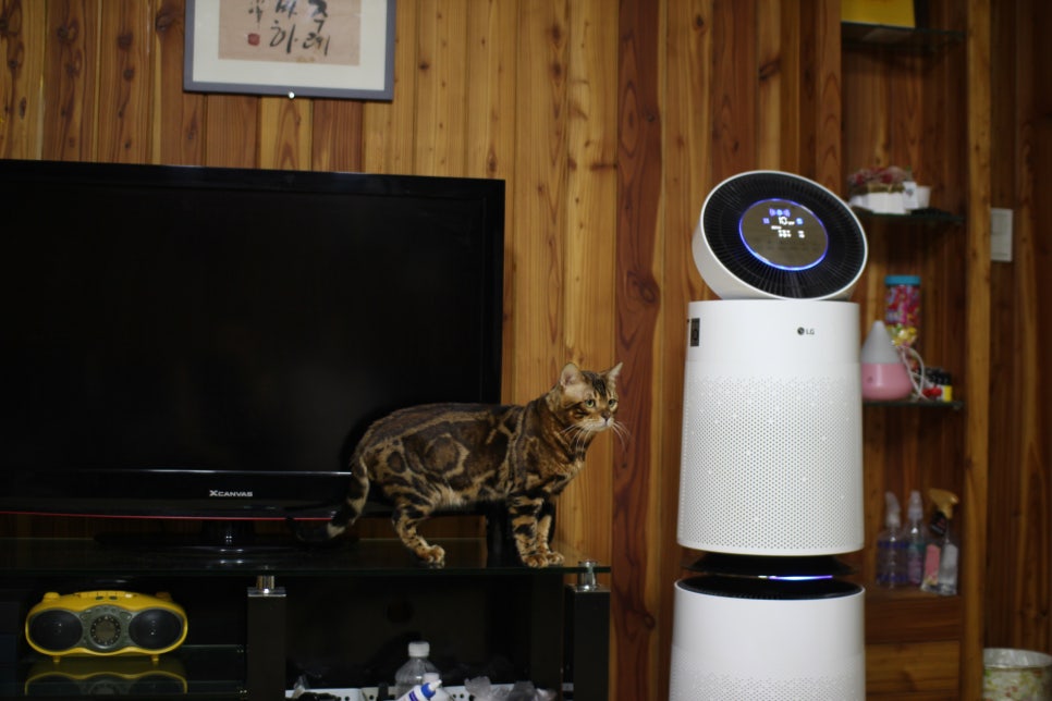 스파블 뱅갈고양이 블랙홀 오랜만에 한컷~ 관련 이미지 2