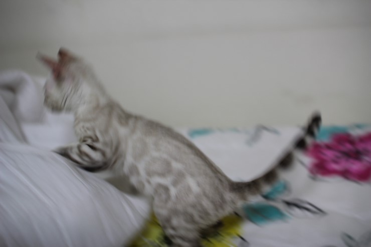 뱅갈고양이,뱅갈고양이 분양,초아가 신났어요~~~ 관련 이미지 6