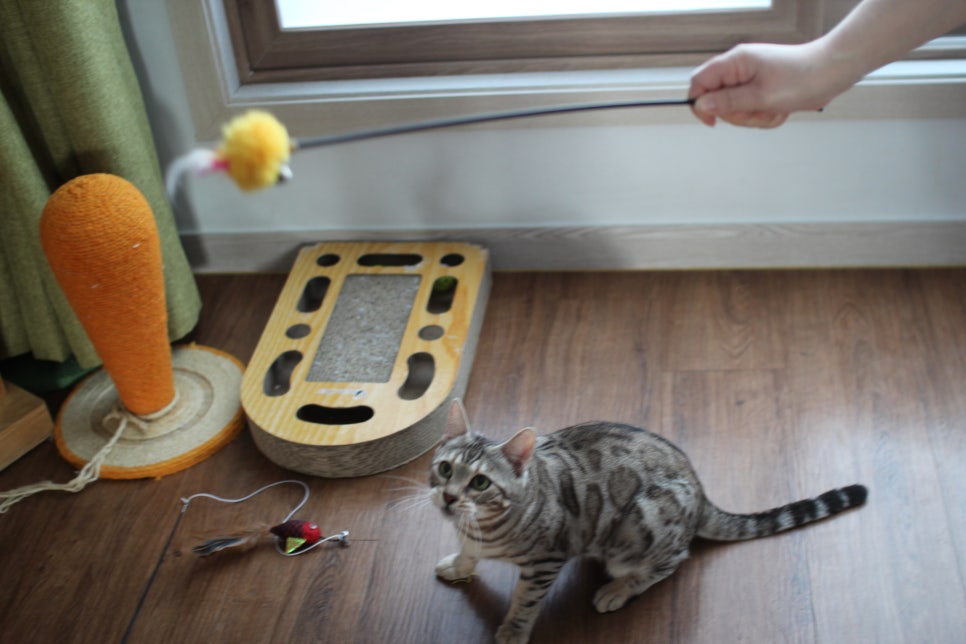 실버뱅갈고양이 분양중인 여아 오늘 모습 입니다~ 관련 이미지 1