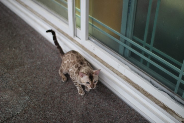 실밍크 뱅갈고양이 영웅군 ~ 관련 이미지 1