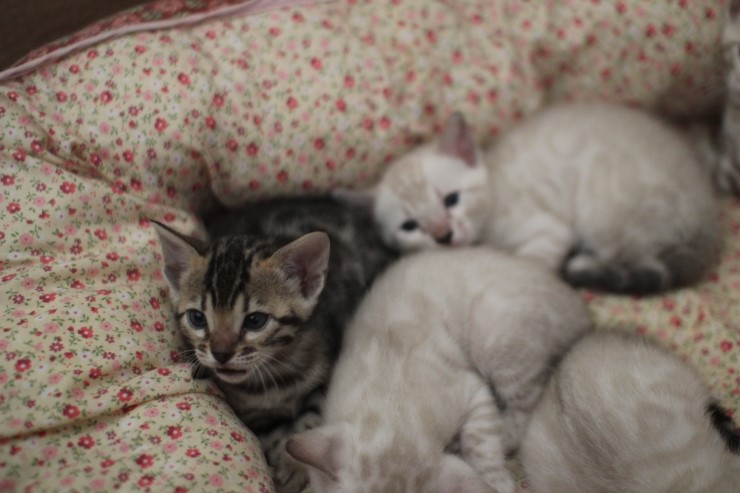 뱅갈고양이 5남매 단체샷 입니다~ 관련 이미지 2