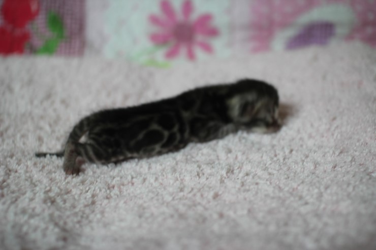 클라우드 로젯 실버뱅갈고양이 꼬물이 여아예요 관련 이미지 14