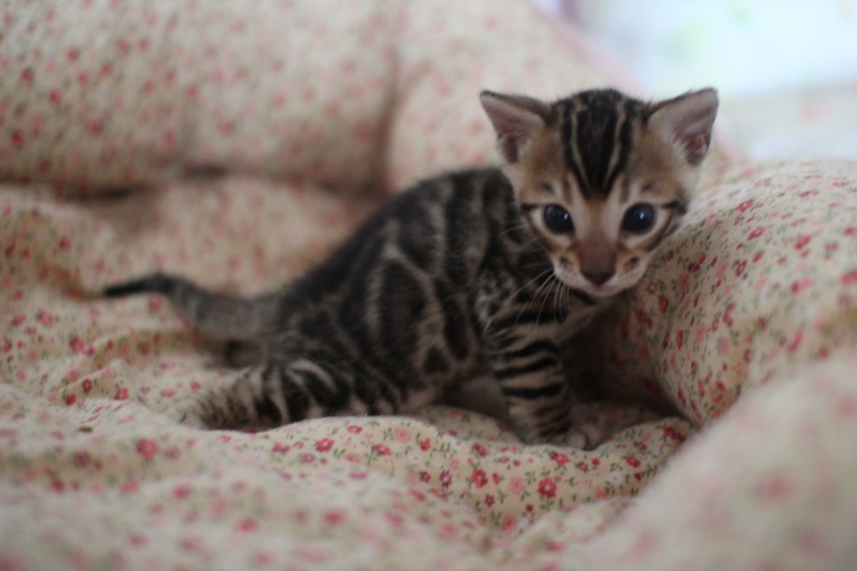 뱅갈고양이 꼬맹이들 사진전 ㅎㅎ 관련 이미지 35