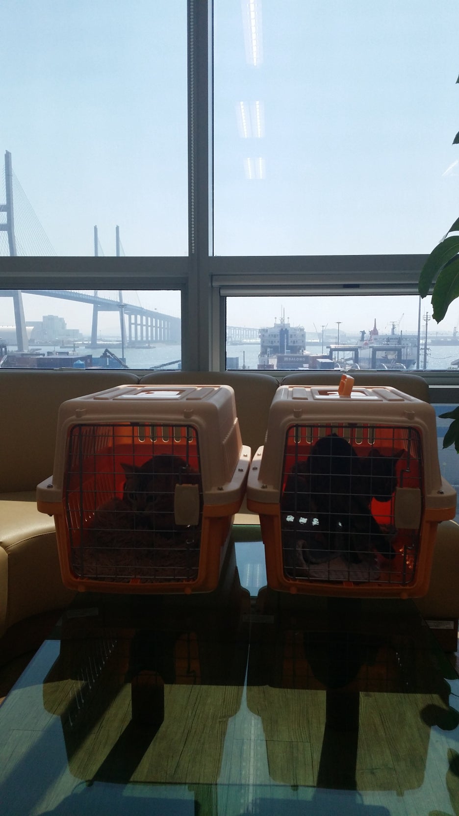 검역 받는날 관련 이미지 2