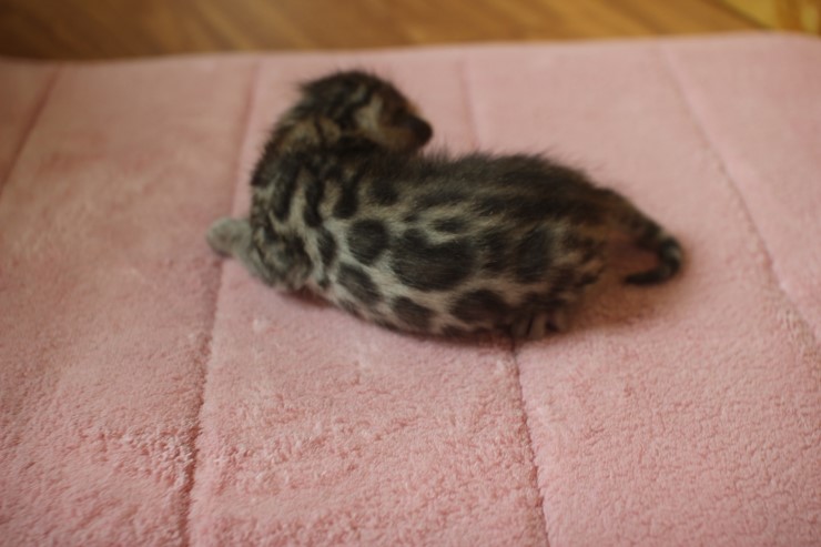 뱅갈고양이 4형제 눈 떴습니다~ 관련 이미지 16