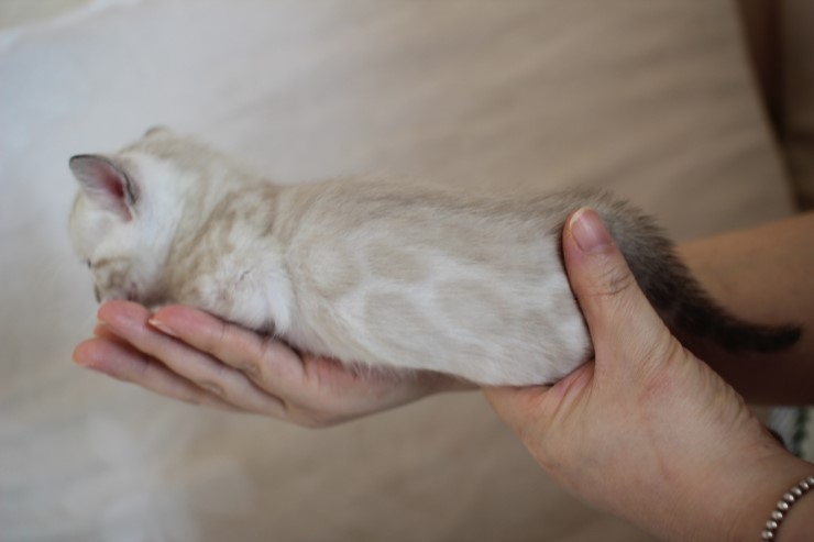 비슷한 패턴에 뱅갈고양이 남매~ 관련 이미지 13