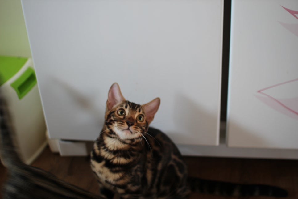 브라운 뱅갈고양이 분양중인 남아,여아 오늘 모습 입니다~ 관련 이미지 1