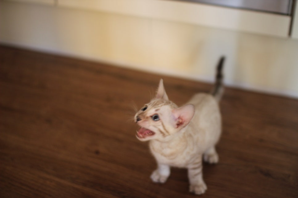 뱅갈고양이분양 행복 가득한 아이들 관련 이미지 6