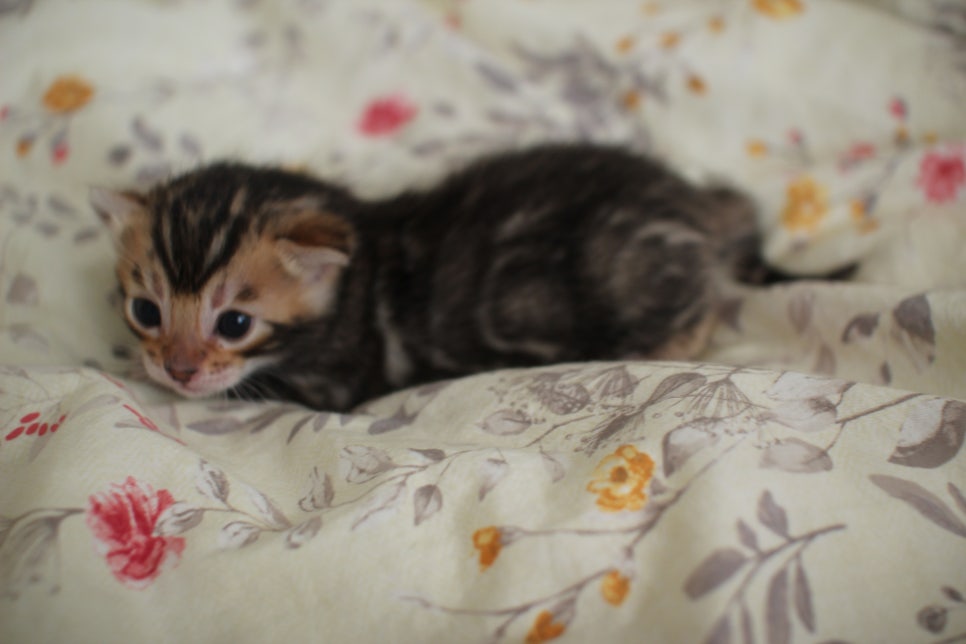 아가 뱅갈고양이 벌써부터 개냥이에 모습이~ 관련 이미지 13