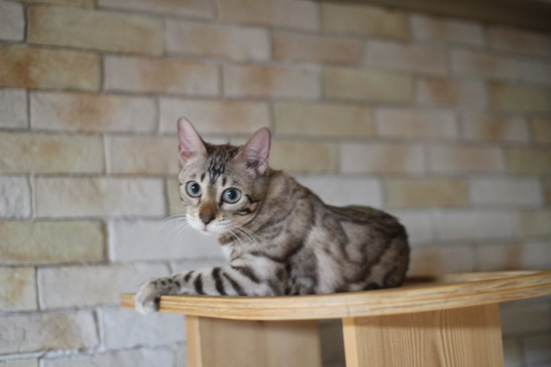 초미묘에 순한 개냥이 실밍크뱅갈고양이 성묘 여아 분양해요~ 관련 이미지 1