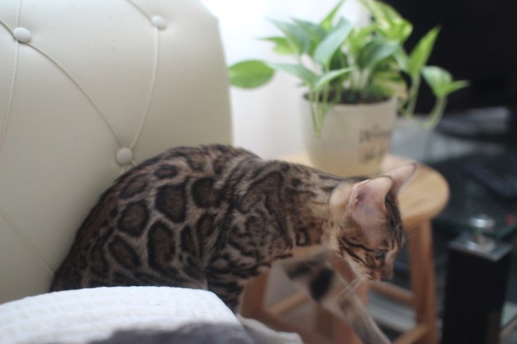 폴란드에서 온 뱅갈고양이 남아 golden rain 입니다~ 관련 이미지 2