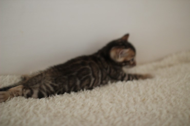 뱅갈고양이 꼬맹이 남아 ~~ 관련 이미지 7