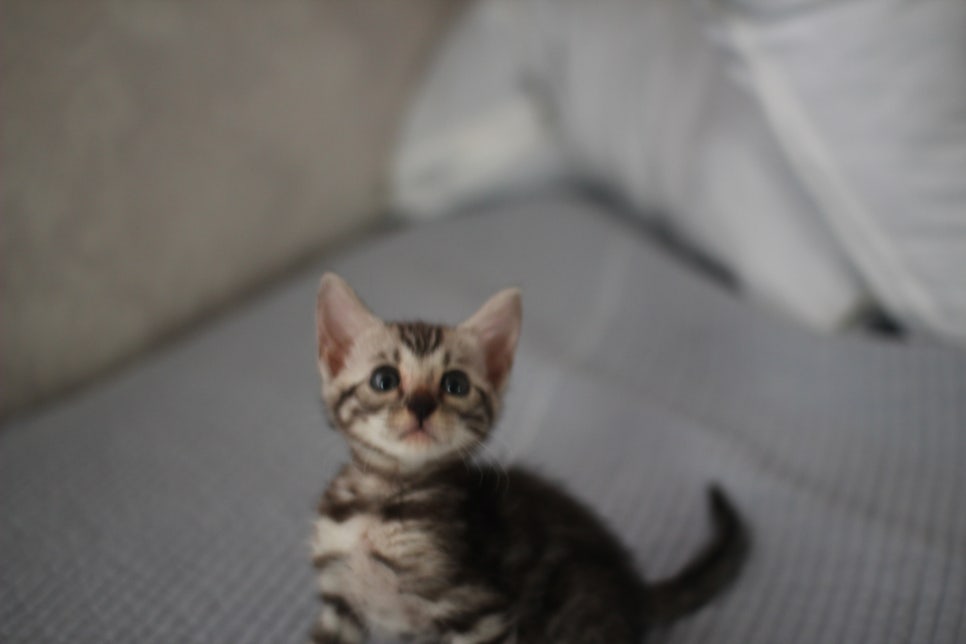 실버뱅갈고양이 여아 완전 깜찍,이쁜이로 크고 있어요~ 관련 이미지 3