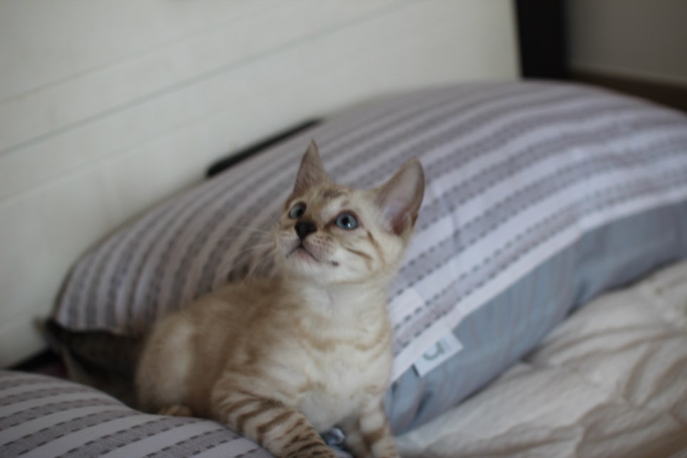 스노우뱅갈고양이 남아 재롱잔치 ㅎㅎ 관련 이미지 5